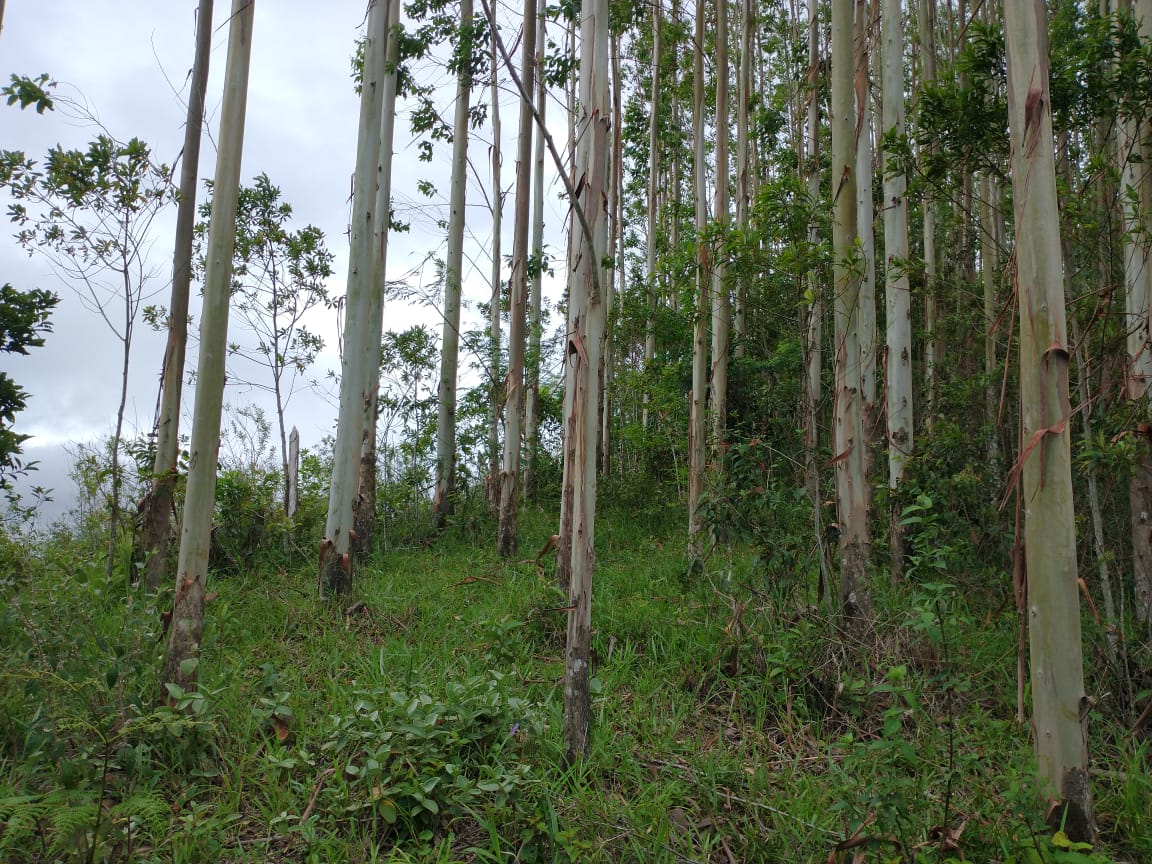 SÍTIO DE 7,3 HECTARES COM 2 CASAS - A 20KM DE PERUÍBE